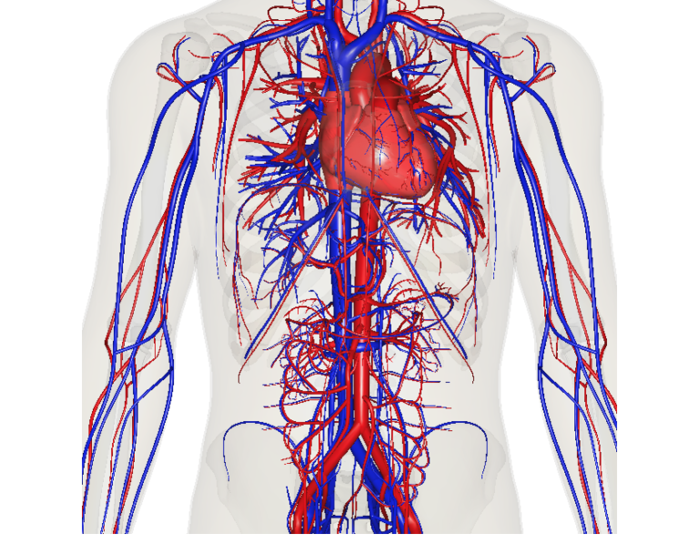 the-circulatory-system