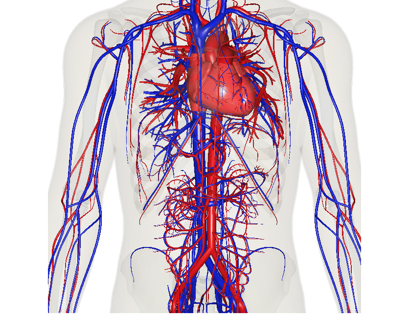 The Circulatory System