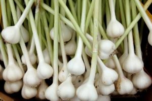 Does Garlic Help Metabolic Syndrome?